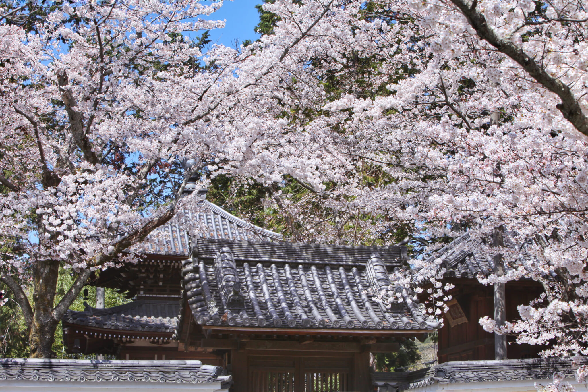 nanzenji cherry blossoms kyoto 