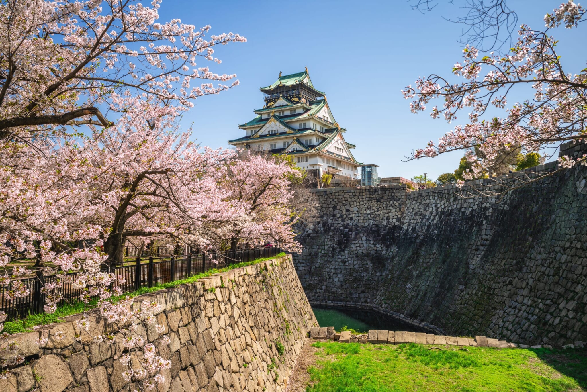 osaka cherry blossoms