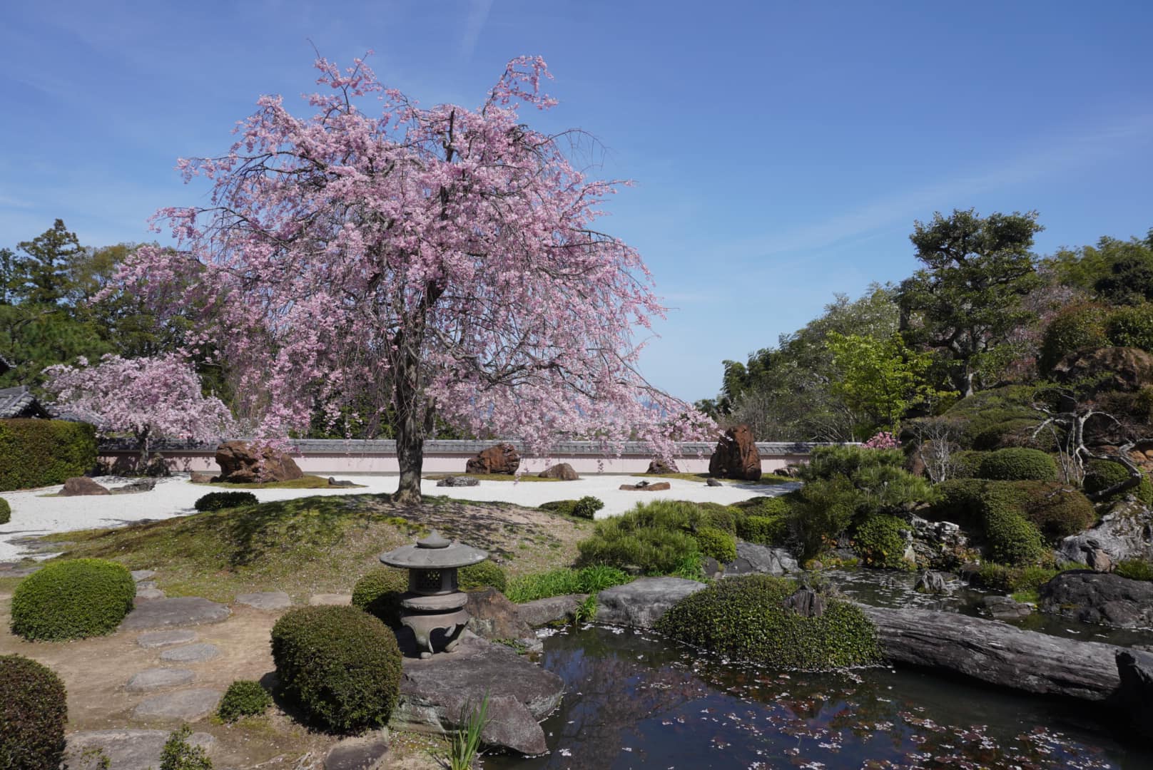 shoboji cherry blossoms