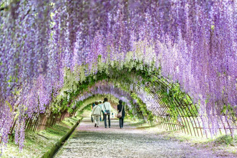 wisteria tunnel japan fukuoka kawachi fujien