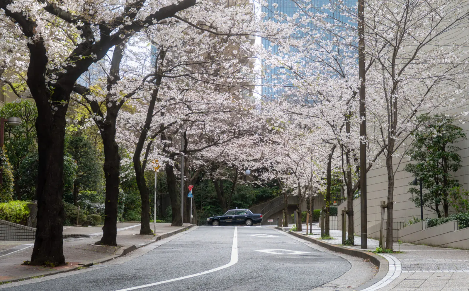 akasaka cherry blossoms