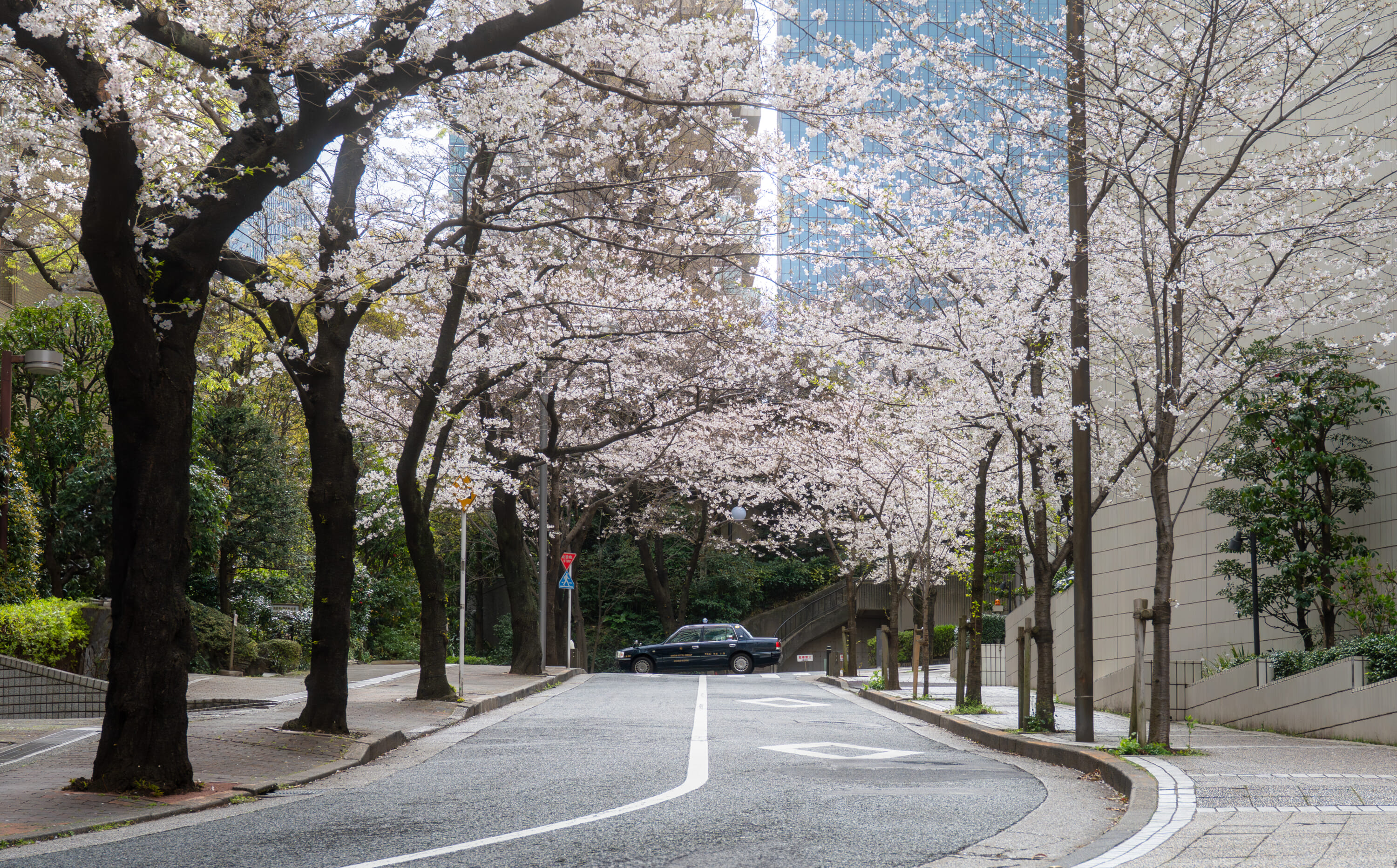 akasaka cherry blossoms