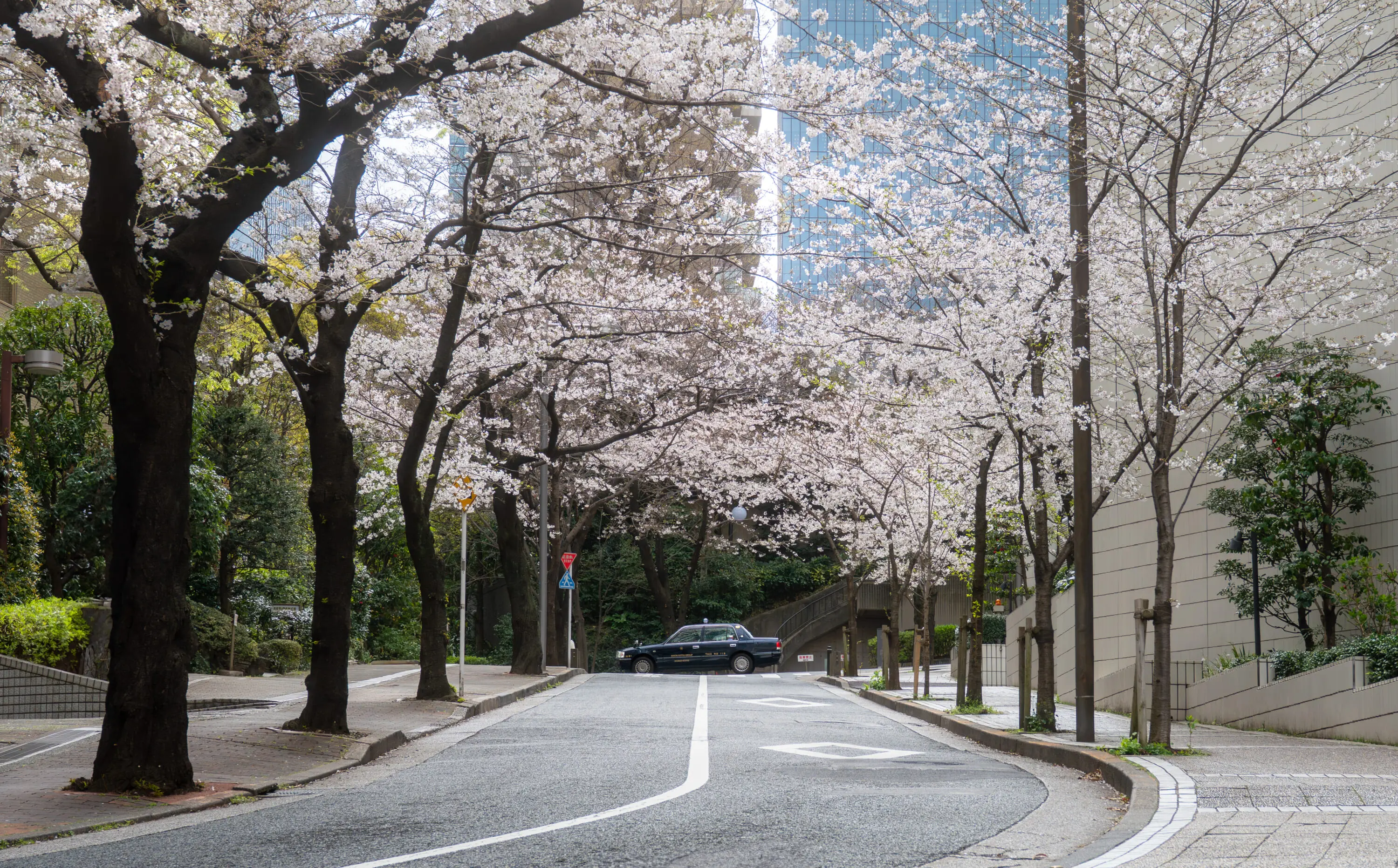 akasaka cherry blossoms