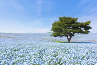 best nemophila flower spots in japan
