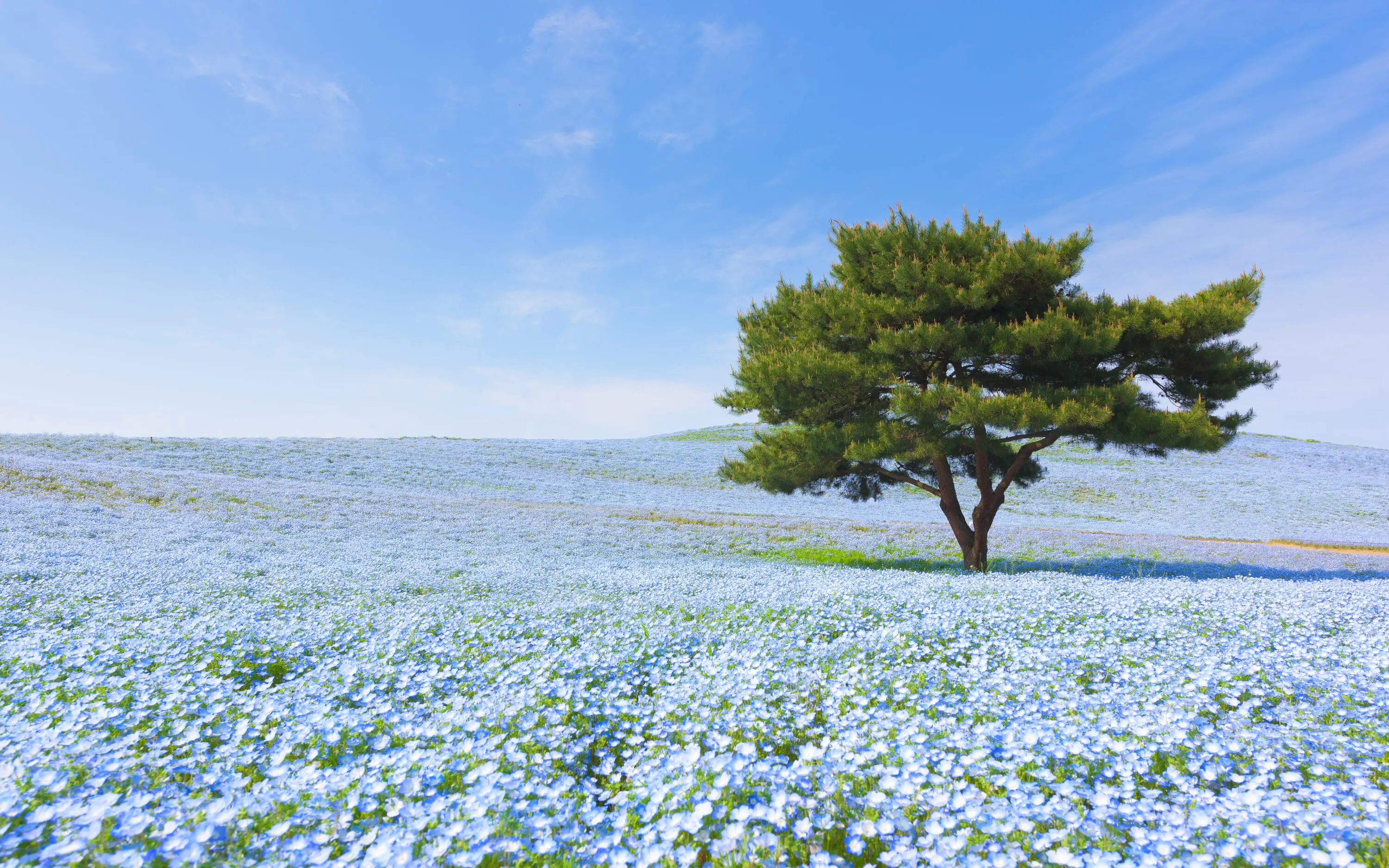 best nemophila flower spots in japan