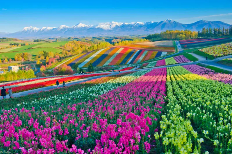 Panoramic Flower Gardens Shikisai-no-oka