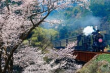 Steam train journey on a kawane trip through tea fields