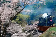 Steam train journey on a kawane trip through tea fields