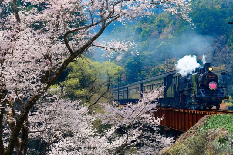 Steam train journey on a kawane trip through tea fields