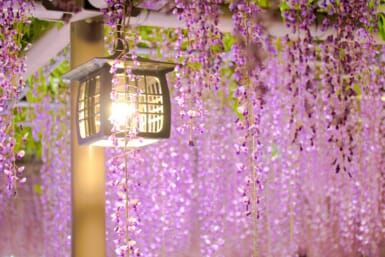 aichi tennogawa park wisteria