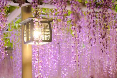 aichi tennogawa park wisteria